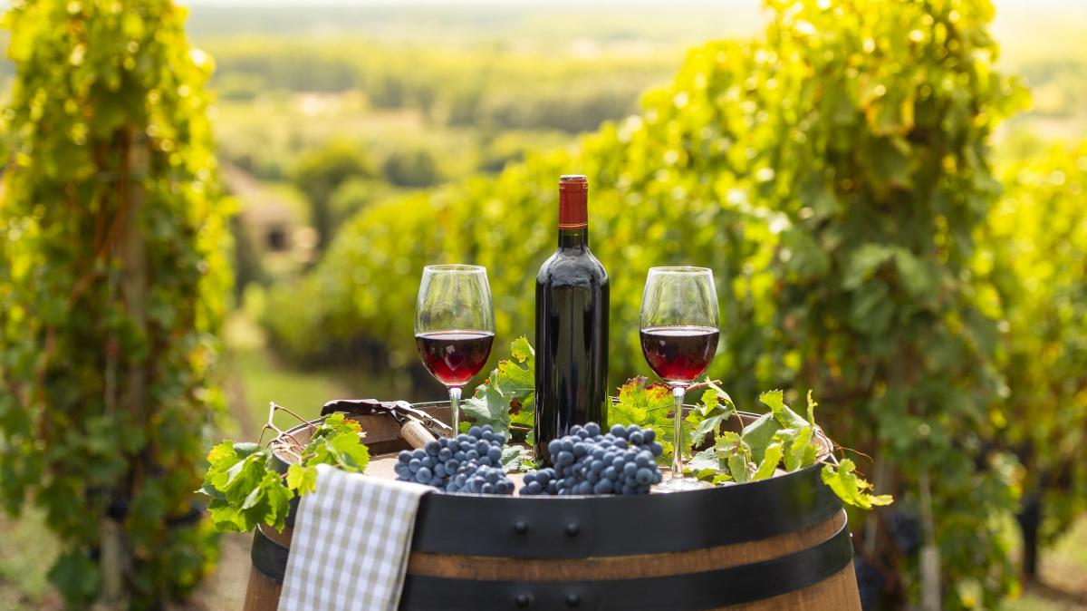 tradisi wine tasting