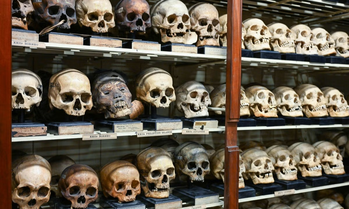 skulls as trophies