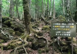 aokigahara