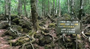 Aokigahara: Hutan Bunuh Diri di Jepang yang Penuh Misteri