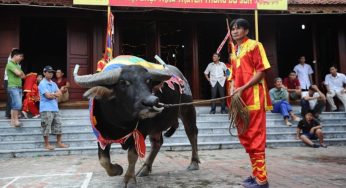 Trò Trâu: Tradisi Adu Kerbau di Vietnam yang Penuh Kontroversi