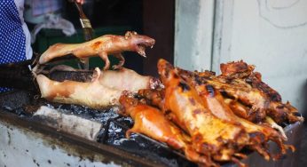 Cuy: Makanan Tradisional yang Eksotis dari Amerika Latin