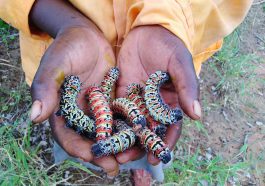mopane worms