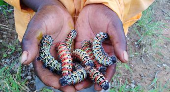 Mopane Worms (Ulat Mopane): Camilan Ekstrem Afrika yang Kaya Nutrisi