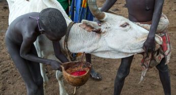 Blood and Milk: Minuman Tradisional Ekstrem Suku Maasai