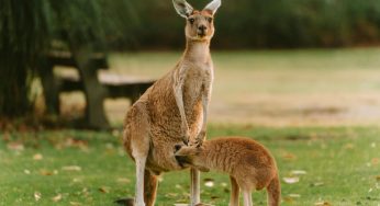 Kangaroo Meat: Sajian Ekstrem yang Jadi Ikon Kuliner Australia