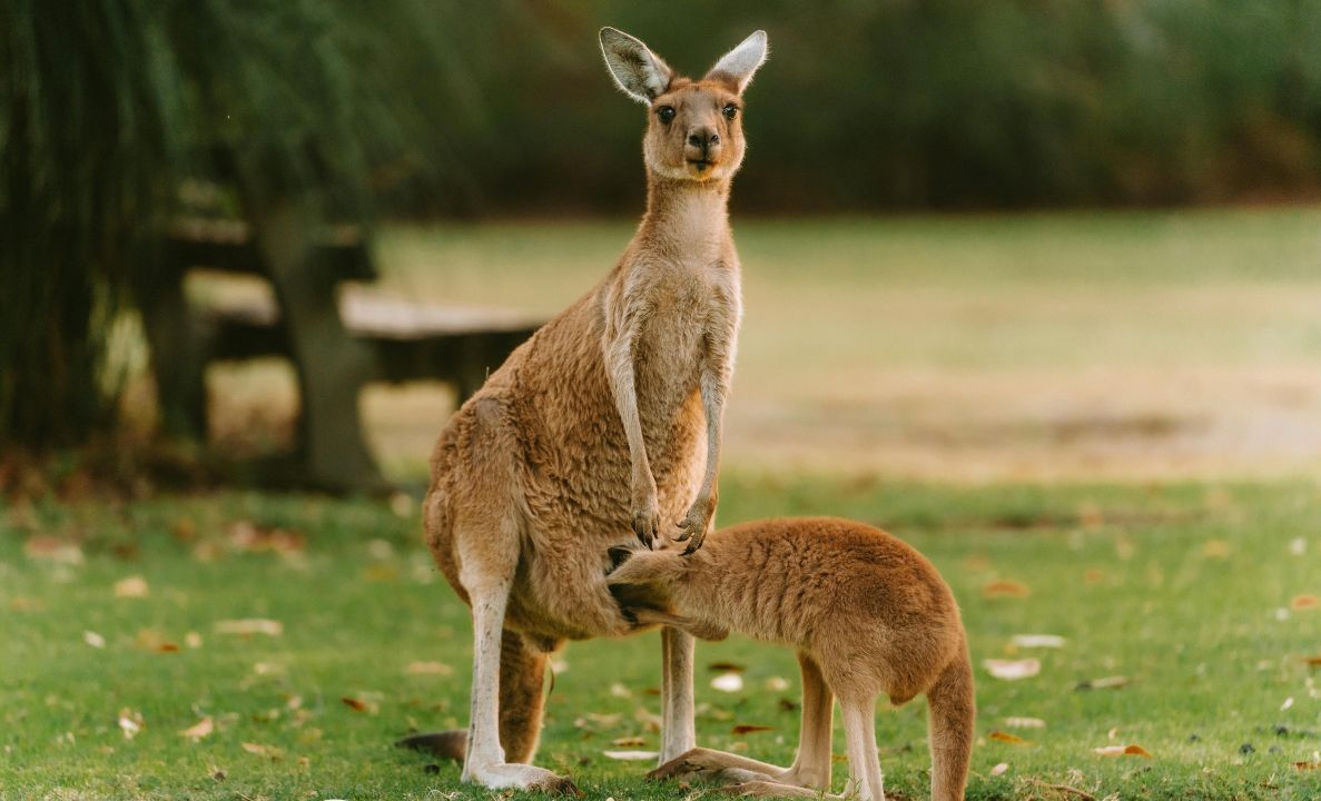 Kangaroo Meat