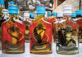 snake wine