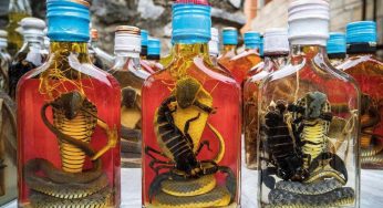 Berani Coba? Snake Wine, Minuman Tradisional Unik dengan Ular Hidup di Dalamnya