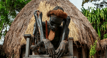 Tradisi Mumi Suku Dani di Papua, Bagaimana Proses Pengawetannya?