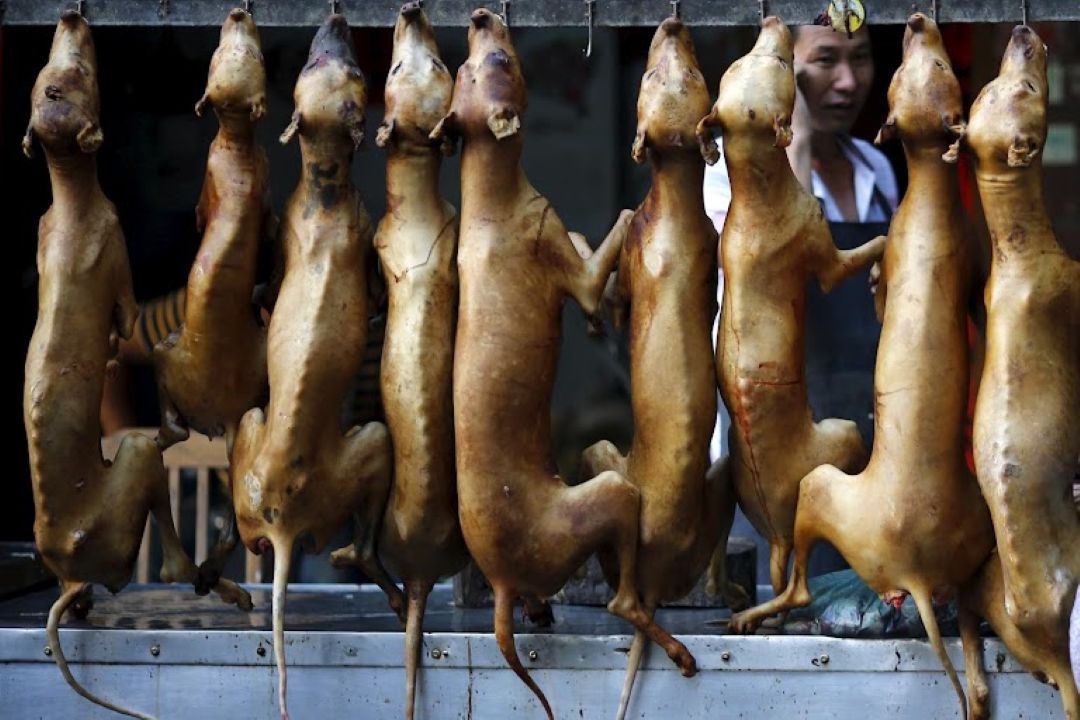 Festival Makan Anjing Yulin