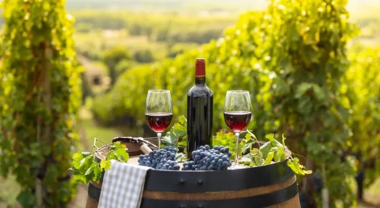 tradisi wine tasting