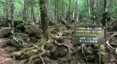 aokigahara