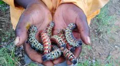 mopane worms