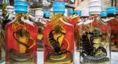 snake wine