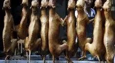 Festival Makan Anjing Yulin